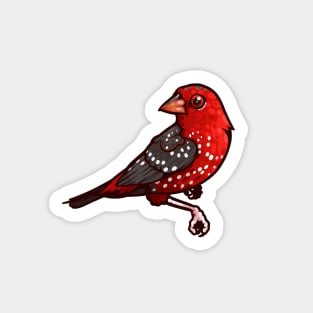 Strawberry Finch Sticker